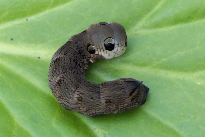 Elephant hawk caterpillar.jpg